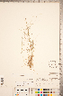  ( - CCDB-18290-B12)  @11 [ ] No Rights Reserved (2014) Deb Metsger Royal Ontario Museum