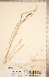  ( - CCDB-18294-H01)  @11 [ ] No Rights Reserved (2014) Deb Metsger Royal Ontario Museum