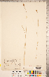  ( - CCDB-18294-H03)  @11 [ ] No Rights Reserved (2014) Deb Metsger Royal Ontario Museum