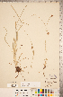  ( - CCDB-18294-F03)  @11 [ ] Copyright (2015) Deb Metsger Royal Ontario Museum