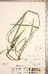 ( - CCDB-18294-A04)  @11 [ ] Copyright (2015) Deb Metsger Royal Ontario Museum