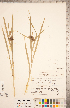  ( - CCDB-18294-H05)  @11 [ ] Copyright (2015) Deb Metsger Royal Ontario Museum