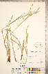  ( - CCDB-18294-E05)  @11 [ ] Copyright (2015) Deb Metsger Royal Ontario Museum