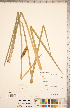  ( - CCDB-18294-E11)  @11 [ ] Copyright (2015) Deb Metsger Royal Ontario Museum