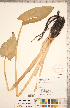  ( - CCDB-18294-D12)  @11 [ ] Copyright (2015) Deb Metsger Royal Ontario Museum