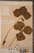  ( - CCDB-18296-E04)  @11 [ ] Copyright (2015) Deb Metsger Royal Ontario Museum