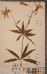  ( - CCDB-18296-B05)  @11 [ ] Copyright (2015) Deb Metsger Royal Ontario Museum