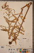  ( - CCDB-18296-G06)  @11 [ ] Copyright (2015) Deb Metsger Royal Ontario Museum