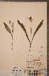  ( - CCDB-18296-B06)  @11 [ ] Copyright (2015) Deb Metsger Royal Ontario Museum