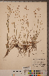  ( - CCDB-18296-E07)  @11 [ ] Copyright (2015) Deb Metsger Royal Ontario Museum
