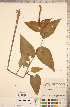  ( - CCDB-18296-F11)  @11 [ ] Copyright (2015) Deb Metsger Royal Ontario Museum
