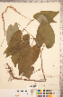  ( - CCDB-18296-E11)  @11 [ ] Copyright (2015) Deb Metsger Royal Ontario Museum