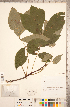  ( - CCDB-18297-C02)  @11 [ ] Copyright (2015) Deb Metsger Royal Ontario Museum