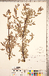  ( - CCDB-18297-B02)  @11 [ ] Copyright (2015) Deb Metsger Royal Ontario Museum