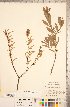  ( - CCDB-18297-H03)  @11 [ ] Copyright (2015) Deb Metsger Royal Ontario Museum