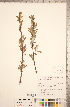  ( - CCDB-18297-G03)  @11 [ ] Copyright (2015) Deb Metsger Royal Ontario Museum