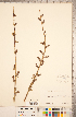  (Salix lutea - CCDB-18297-F03)  @11 [ ] Copyright (2015) Deb Metsger Royal Ontario Museum