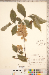  ( - CCDB-18297-G04)  @11 [ ] Copyright (2015) Deb Metsger Royal Ontario Museum