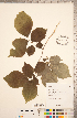  ( - CCDB-18297-F04)  @11 [ ] Copyright (2015) Deb Metsger Royal Ontario Museum