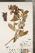 ( - CCDB-18297-D06)  @11 [ ] Copyright (2015) Deb Metsger Royal Ontario Museum