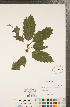  ( - CCDB-18297-C06)  @11 [ ] Copyright (2015) Deb Metsger Royal Ontario Museum