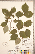  ( - CCDB-18297-H07)  @11 [ ] Copyright (2015) Deb Metsger Royal Ontario Museum