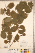  ( - CCDB-18297-G07)  @11 [ ] Copyright (2015) Deb Metsger Royal Ontario Museum