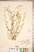  ( - CCDB-18297-B09)  @11 [ ] Copyright (2015) Deb Metsger Royal Ontario Museum