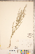  ( - CCDB-18297-A09)  @11 [ ] Copyright (2015) Deb Metsger Royal Ontario Museum