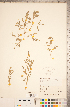  ( - CCDB-18297-F10)  @11 [ ] Copyright (2015) Deb Metsger Royal Ontario Museum