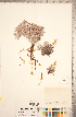 (Eriogonum androsaceum - CCDB-18297-D11)  @11 [ ] Copyright (2015) Deb Metsger Royal Ontario Museum