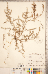  ( - CCDB-18297-F12)  @11 [ ] Copyright (2015) Deb Metsger Royal Ontario Museum