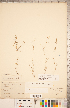  ( - CCDB-18302-E04)  @11 [ ] Copyright (2015) Deb Metsger Royal Ontario Museum