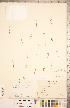  ( - CCDB-18302-C04)  @11 [ ] Copyright (2015) Deb Metsger Royal Ontario Museum