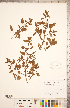  ( - CCDB-18302-B06)  @11 [ ] Copyright (2015) Deb Metsger Royal Ontario Museum