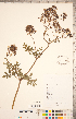  ( - CCDB-18302-F10)  @11 [ ] Copyright (2015) Deb Metsger Royal Ontario Museum