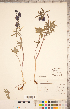  ( - CCDB-18302-F11)  @11 [ ] Copyright (2015) Deb Metsger Royal Ontario Museum
