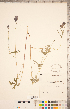  ( - CCDB-18302-D11)  @11 [ ] Copyright (2015) Deb Metsger Royal Ontario Museum