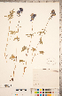  ( - CCDB-18302-C11)  @11 [ ] Copyright (2015) Deb Metsger Royal Ontario Museum