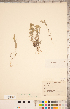  ( - CCDB-18302-B12)  @11 [ ] Copyright (2015) Deb Metsger Royal Ontario Museum