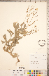  ( - CCDB-18304-H02)  @11 [ ] Copyright (2015) Deb Metsger Royal Ontario Museum