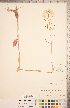  ( - CCDB-18304-B04)  @11 [ ] Copyright (2015) Deb Metsger Royal Ontario Museum