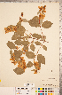  (Philadelphus lewisii - CCDB-18313-C03)  @11 [ ] Copyright (2015) Deb Metsger Royal Ontario Museum