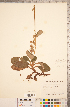  ( - CCDB-18313-B04)  @11 [ ] Copyright (2015) Deb Metsger Royal Ontario Museum