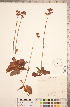  ( - CCDB-18313-A04)  @11 [ ] Copyright (2015) Deb Metsger Royal Ontario Museum