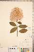  ( - CCDB-18313-H05)  @11 [ ] Copyright (2015) Deb Metsger Royal Ontario Museum