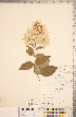  ( - CCDB-18313-G05)  @11 [ ] Copyright (2015) Deb Metsger Royal Ontario Museum