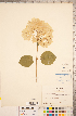  ( - CCDB-18313-F05)  @11 [ ] Copyright (2015) Deb Metsger Royal Ontario Museum