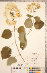 ( - CCDB-18313-E05)  @11 [ ] Copyright (2015) Deb Metsger Royal Ontario Museum