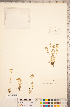  ( - CCDB-18313-B06)  @11 [ ] Copyright (2015) Deb Metsger Royal Ontario Museum